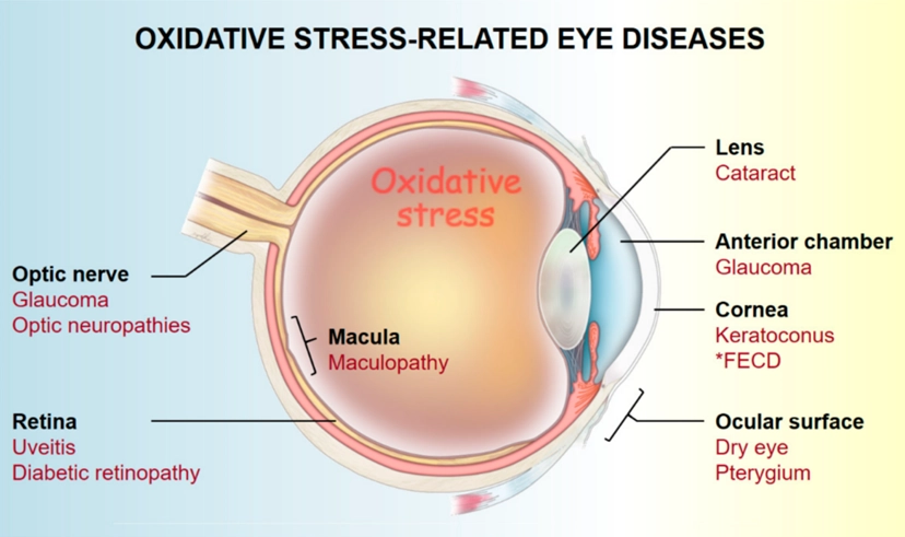 眼睛保養白內障惡化速度眼睛乾澀
