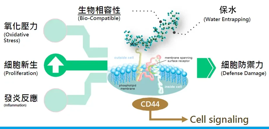 玻尿酸與細胞表面CD44受體作用機制圖解